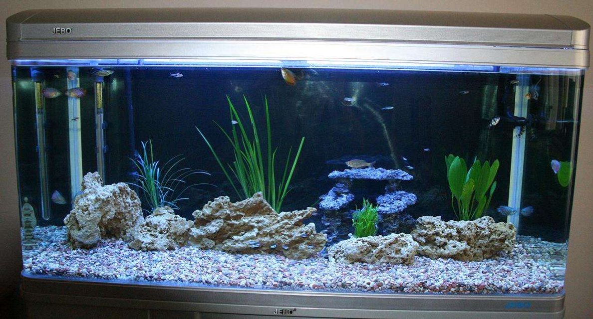 Rated #1676: 80 Gallons Freshwater Fish Tank - My 80 Gallon Tank
