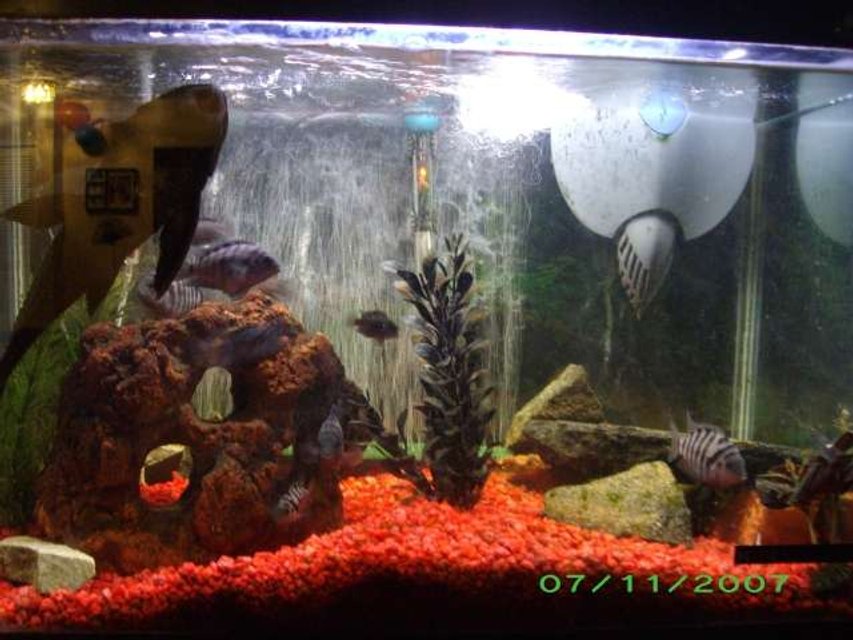 Rated #3005: 30 Gallons Freshwater Fish Tank - 30 gallom freash water tank for breeding cichlids.