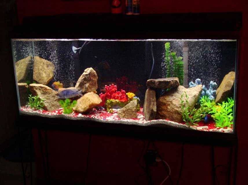Rated #1655: 55 Gallons Freshwater Fish Tank - 55 GALLON.