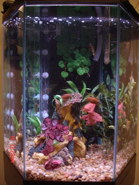 Rated #3032: 48 Gallons Freshwater Fish Tank - just a pic of my 48gal hex