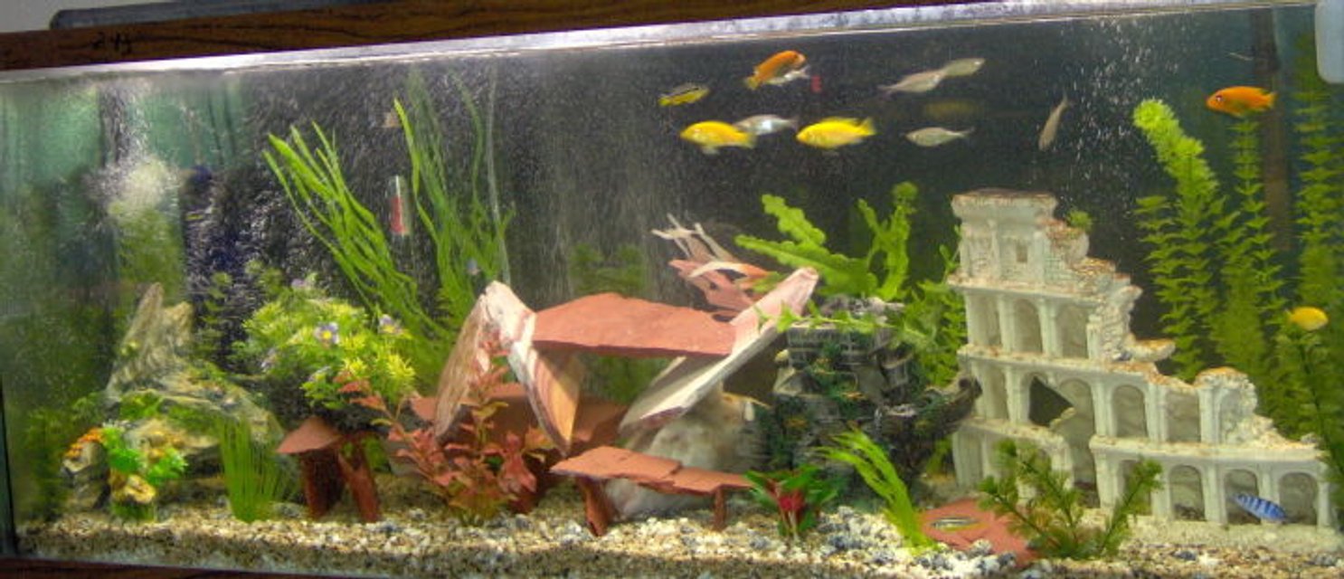 Rated #2410: 55 Gallons Freshwater Fish Tank - african cichlid tank