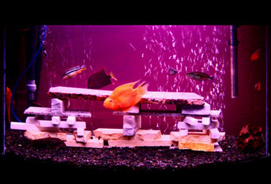Rated #3797: 12 Gallons Freshwater Fish Tank - Mixed Granite Stone freshwater chiclid  aquarium.