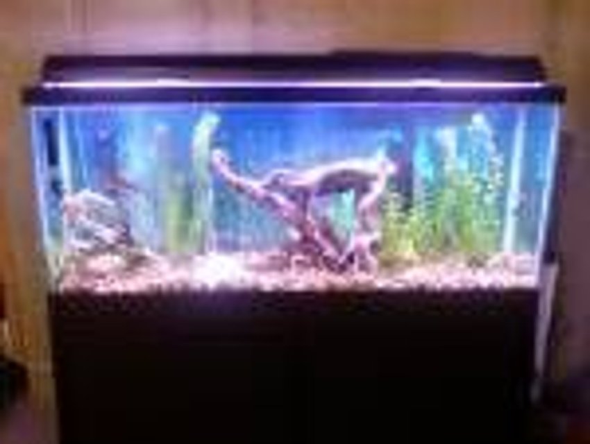 Rated #3949: 55 Gallons Freshwater Fish Tank - its my 1st tank