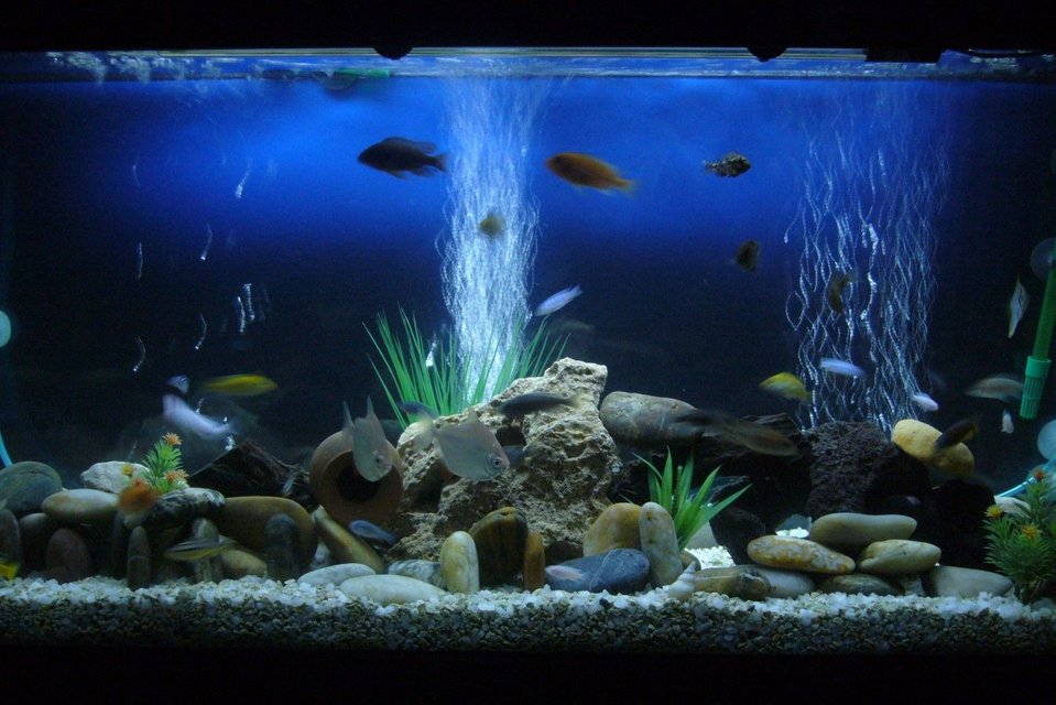 Rated #906: 60 Gallons Freshwater Fish Tank - My cichlids