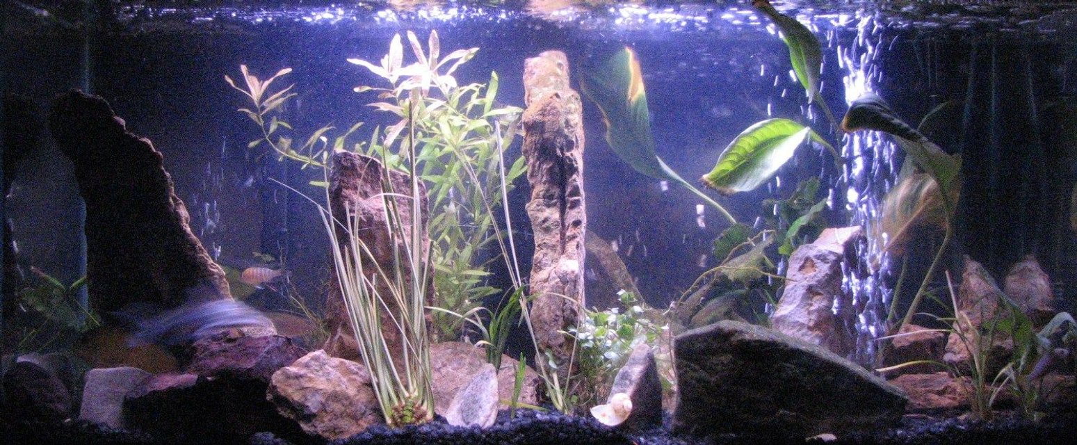 Rated #157: 55 Gallons Freshwater Fish Tank - Old setup 30g (planted African Cichlid) limestone rock