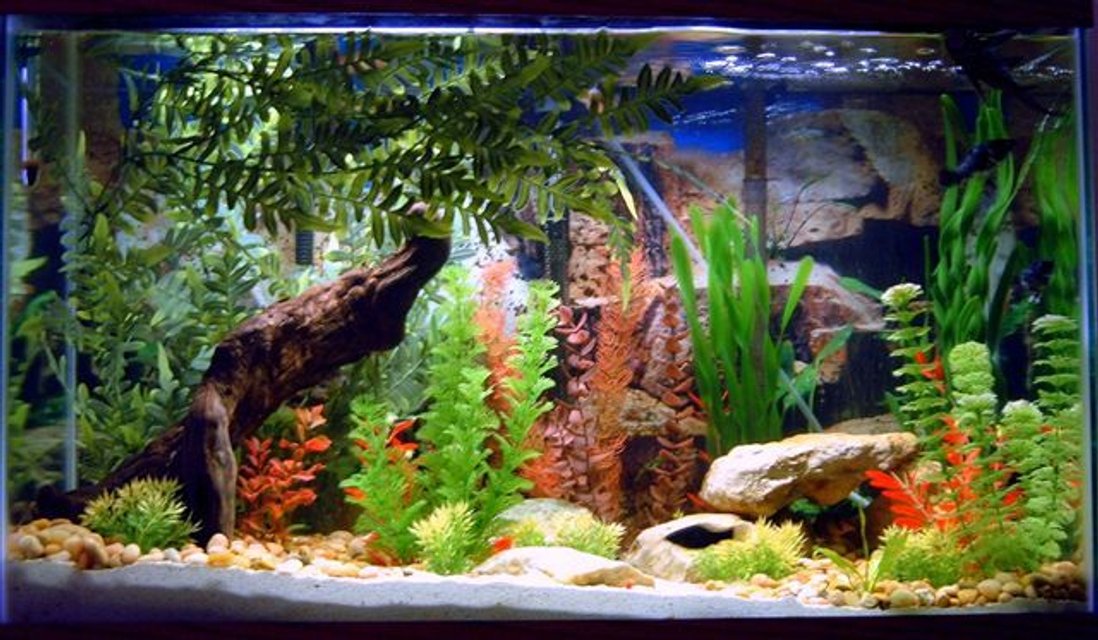 Rated #1934: 30 Gallons Freshwater Fish Tank - 30g with an assortment of fish, live and fake plants, sand bottom, river pebbles, texas fossil rock, and drift wood.
