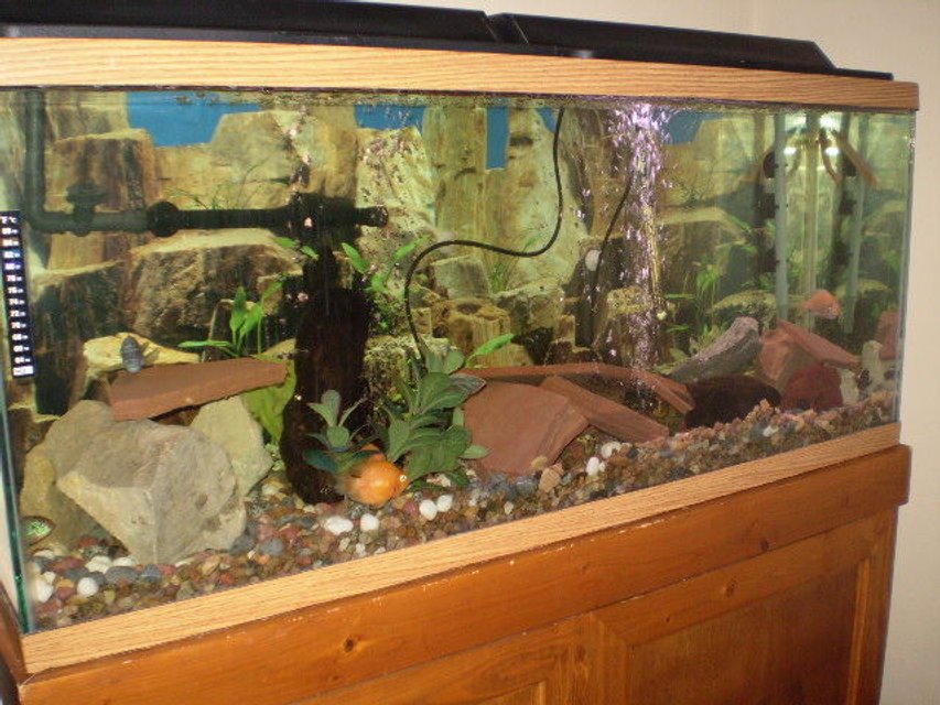 Rated #3672: 55 Gallons Freshwater Fish Tank - my 55 gal