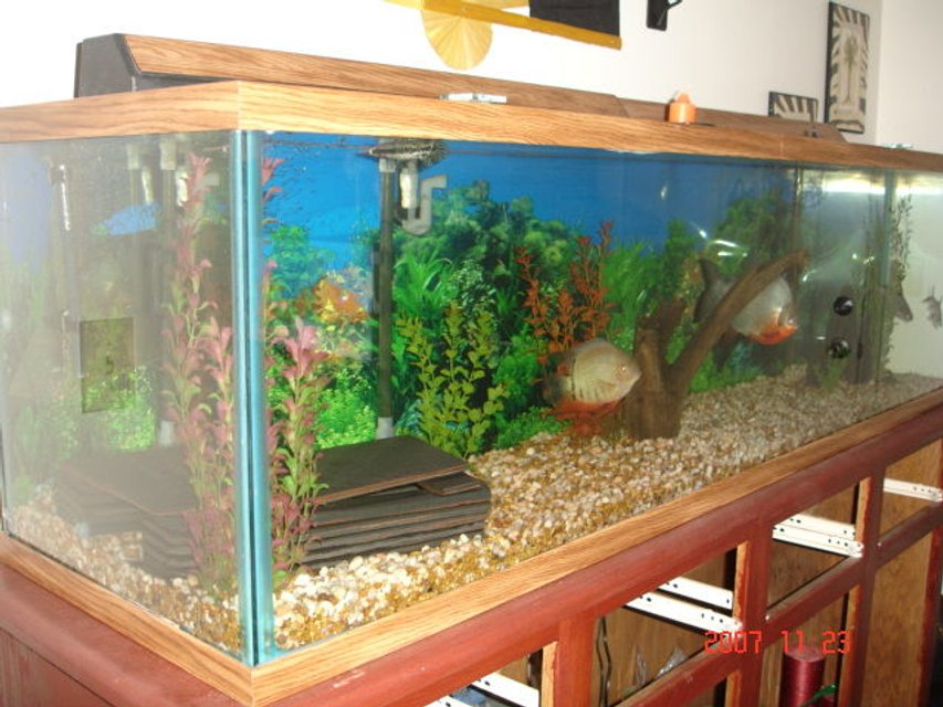 Rated #2939: 110 Gallons Freshwater Fish Tank - 110 gallon fish tank with a 1ft long pacu a 7 inch severum a 8 inch shortnosed gar. anda 7 inch irrodesent shark and 5 inch bala shark