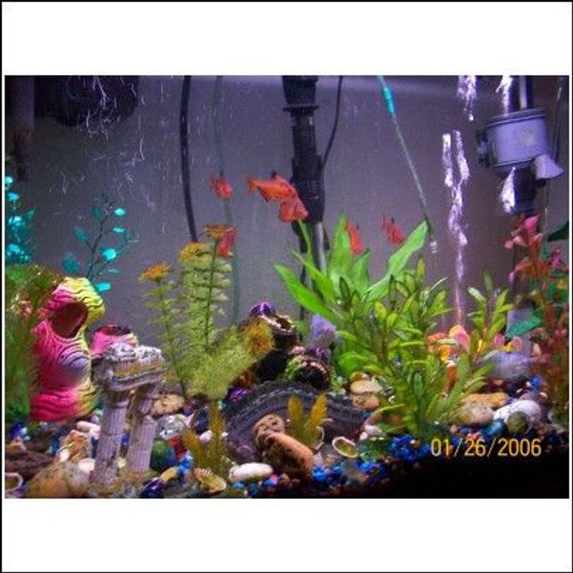 Rated #4010: 29 Gallons Freshwater Fish Tank - My 29gal
this is my tropical fish tank i have 
1 black knife ghost, 1 peacock eel, 6 red and black barbs, 1 sucker fish, and 7 gouramis