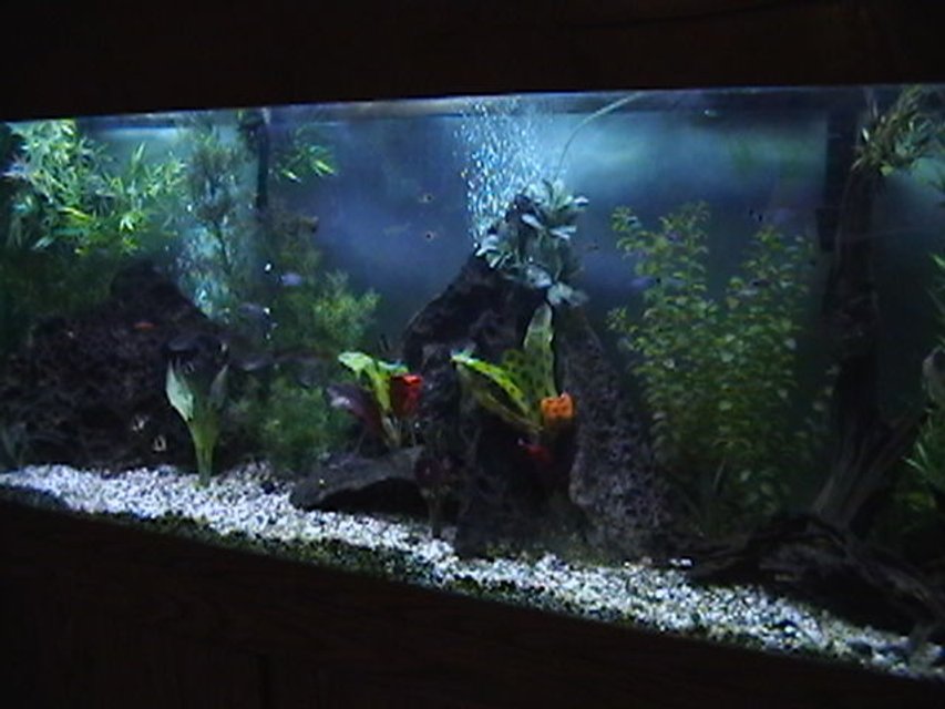 Rated #2162: 150 Gallons Freshwater Fish Tank - 150 gallon freshwater