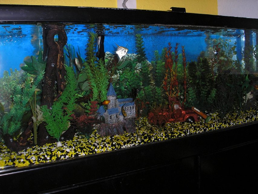 Rated #3027: 60 Gallons Freshwater Fish Tank - 60 gall community 2 angels, gibby pleco, clown loach, yoyo loach, blue oupaline gourami, neon dwarf gourami, platy, molly, guppy,