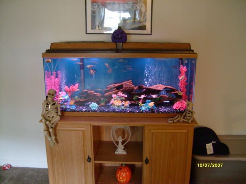 Rated #3402: 55 Gallons Freshwater Fish Tank - fish tank is crystal clear but picture is blurry