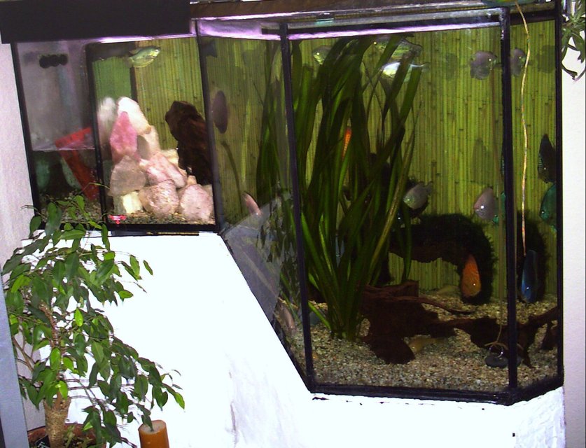 Rated #2813: 150 Gallons Freshwater Fish Tank - cant make my mind up what kind of theme it should run