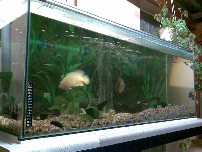 Rated #2835: 66 Gallons Freshwater Fish Tank - Up and running