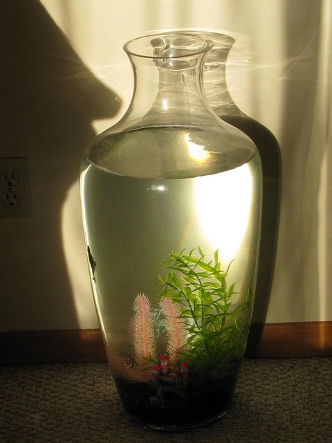 Rated #4189: 72 Gallons Freshwater Fish Tank - Neo's home. this is the vase i put together for our betta neo to live in.