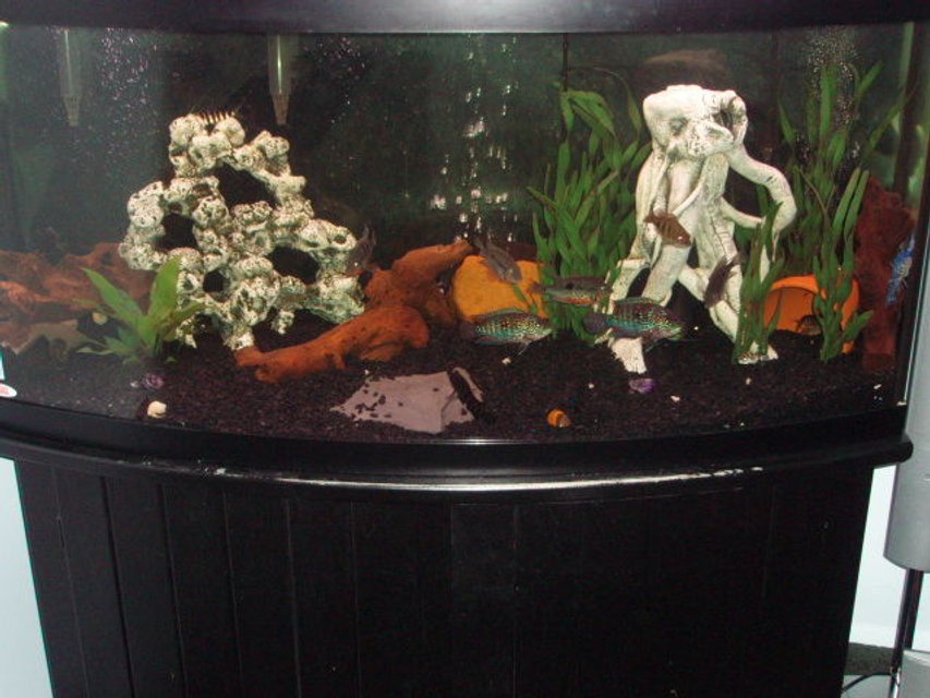 Rated #3341: 72 Gallons Freshwater Fish Tank - Tank overview. 72 gallon bow front. Check out the individual species pictures.