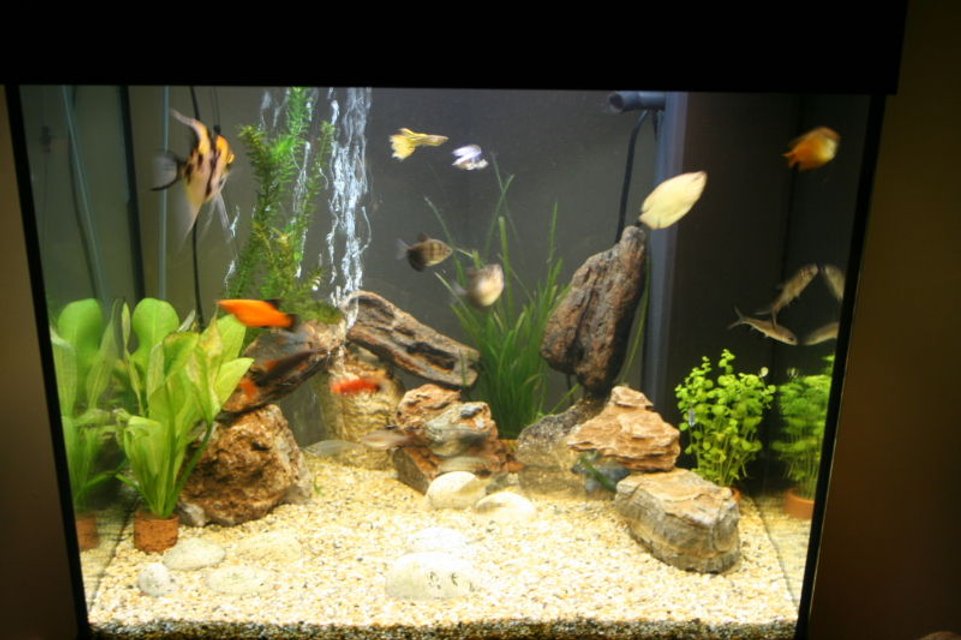 Rated #2288: 28 Gallons Freshwater Fish Tank - 120ltr community tank with rocks and live plants