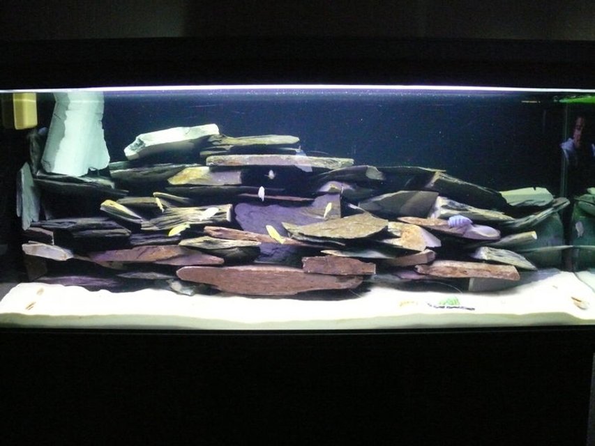 Rated #1528: 48 Gallons Freshwater Fish Tank