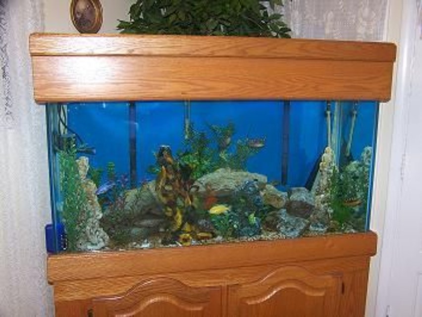 Rated #3067: 90 Gallons Freshwater Fish Tank - my 90 gal
