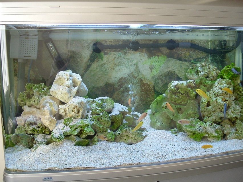 Rated #1577: 48 Gallons Freshwater Fish Tank - 215L (48g) Aqua One AR980 tank with 3 x Yellow Labs, 3 x Red Zebra's, 4 x Red Top Hongis, 2 x Rusty's, 4 x Saulosi, 2 x Fuelleborni & 1 x Bristlenose plec,  lots of rock and crushed coral substrate.