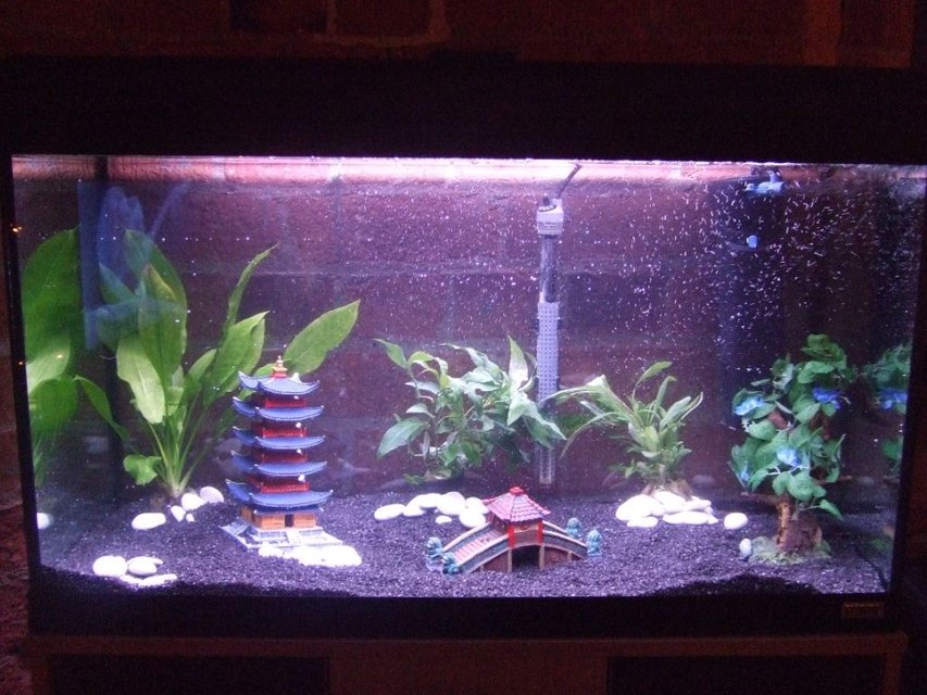 Rated #3783: 33 Gallons Freshwater Fish Tank - 3 real plants and 1 fake