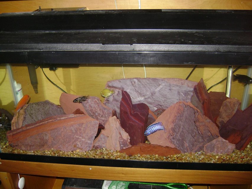 Rated #2852: 30 Gallons Freshwater Fish Tank - African cichlid tank with over 80 pounds of red shale.  The fish should love this setup, as they each have multiple caves to set their territories upon.  What do you think?

That bad?  I guess no one cares for rock and fish only tanks.