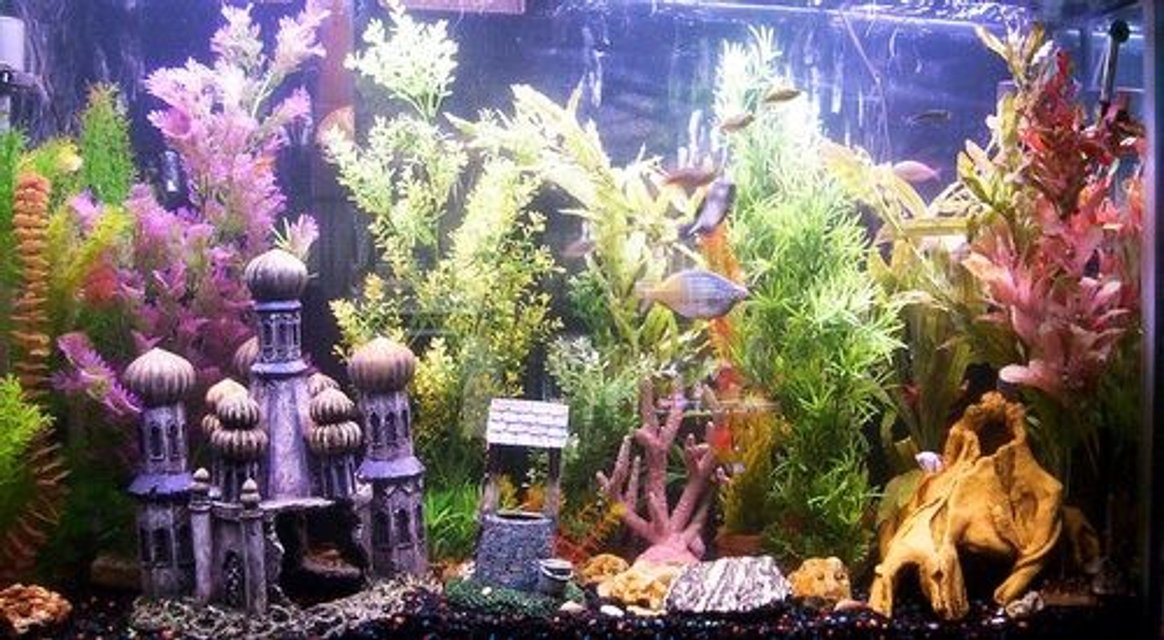 Rated #2898: 140 Gallons Freshwater Fish Tank - 7 rainbows 2bala sharks 3rainbow sharks 1 brown ghost knife 1transparent knife.