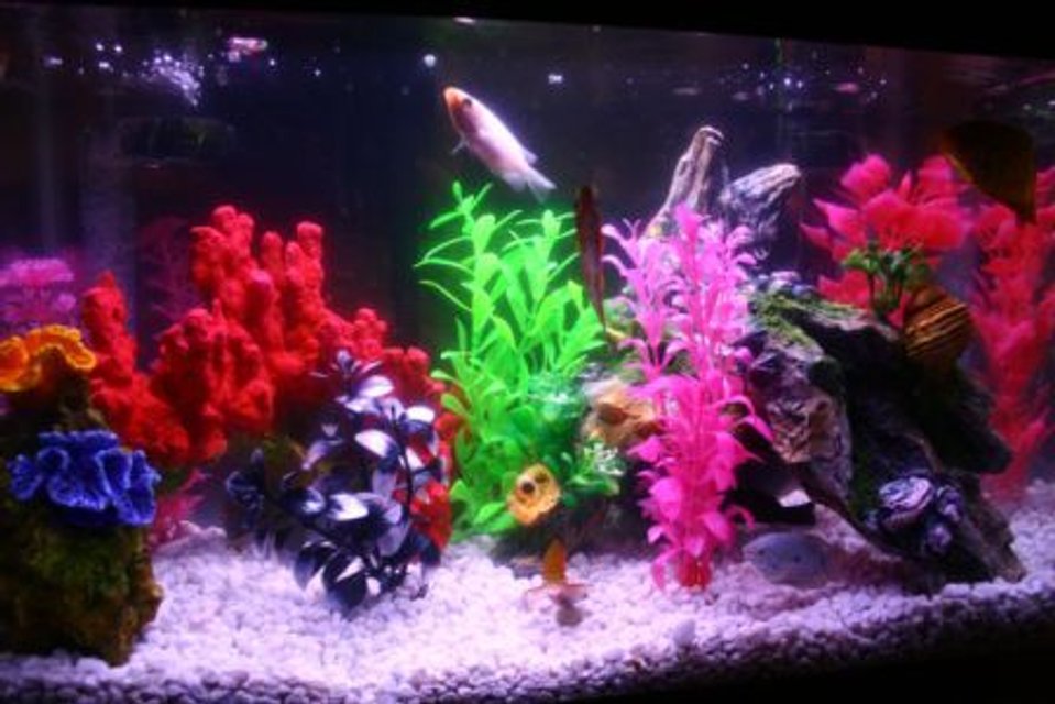 Rated #3896: 20 Gallons Freshwater Fish Tank - Basic Freshwater Tank