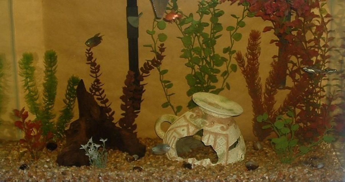 Rated #4093: 29 Gallons Freshwater Fish Tank - 29 Gallon Freshwater/Tropical Tank at approximately 3 months.