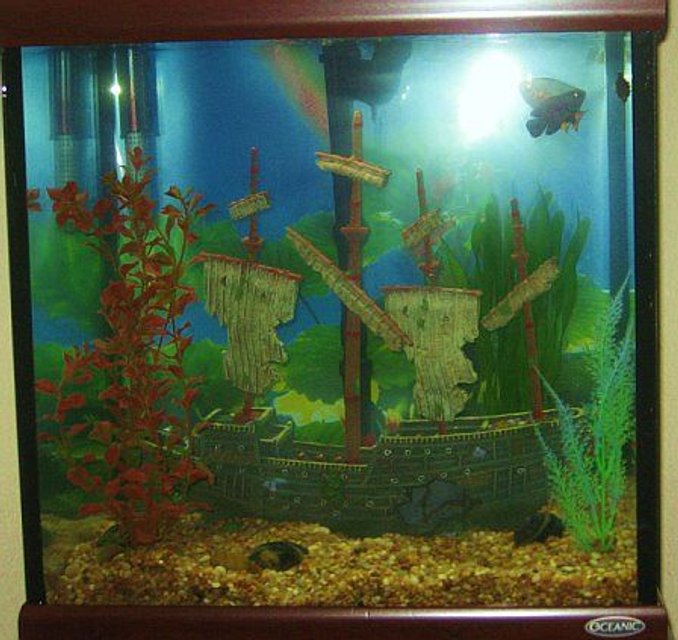 Rated #3973: 30 Gallons Freshwater Fish Tank - Shipwrecked