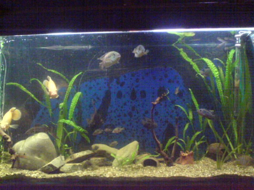 Rated #3503: 100 Gallons Freshwater Fish Tank - american cichlids tank 365 litres