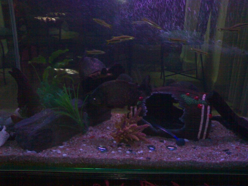 Rated #3651: 50 Gallons Freshwater Fish Tank - Front view of the tank