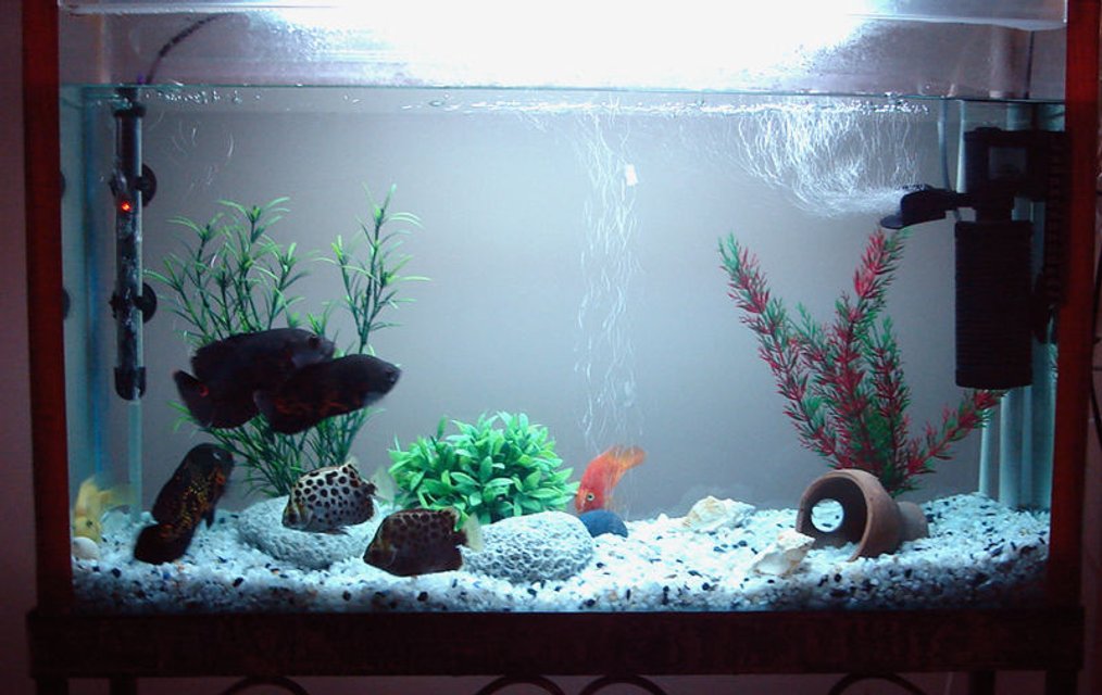 Rated #2875: Freshwater Fish Tank - My Oscar,Scott & Parrot fishes living together.