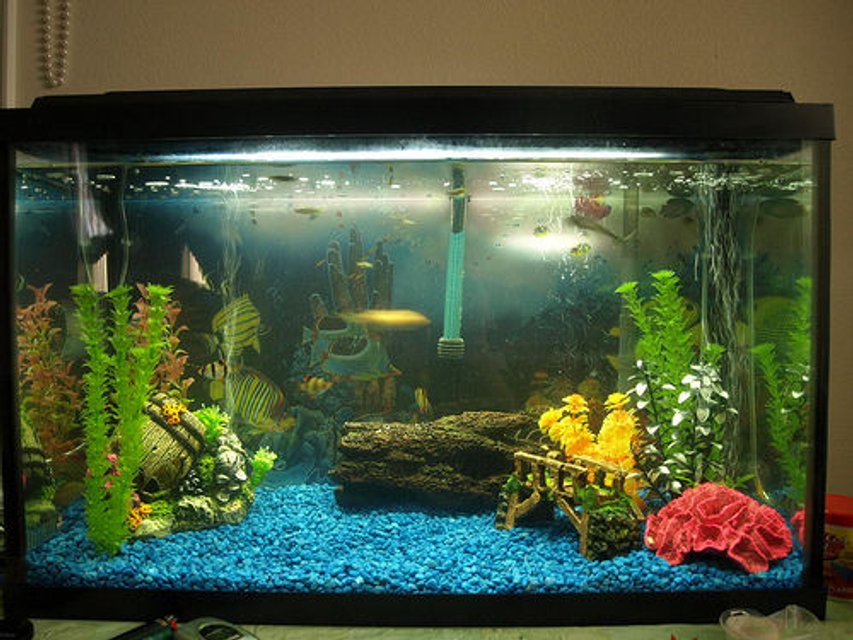 Rated #3219: 29 Gallons Freshwater Fish Tank - First tank.
29 Gallons