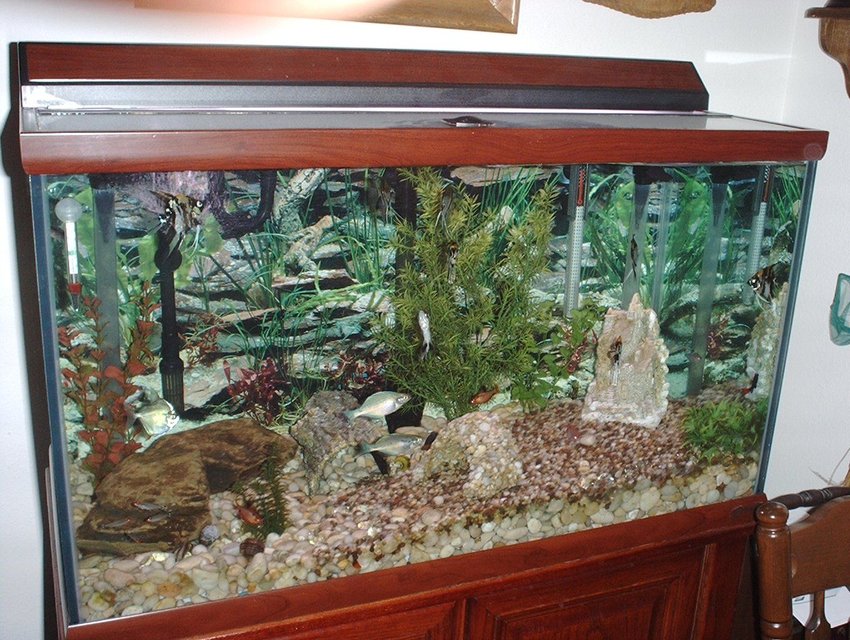 Rated #3498: 58 Gallons Freshwater Fish Tank - I've enjoyed this 58 gallon fish tank for the past 3 years.  It's a nice addition to my living room now.