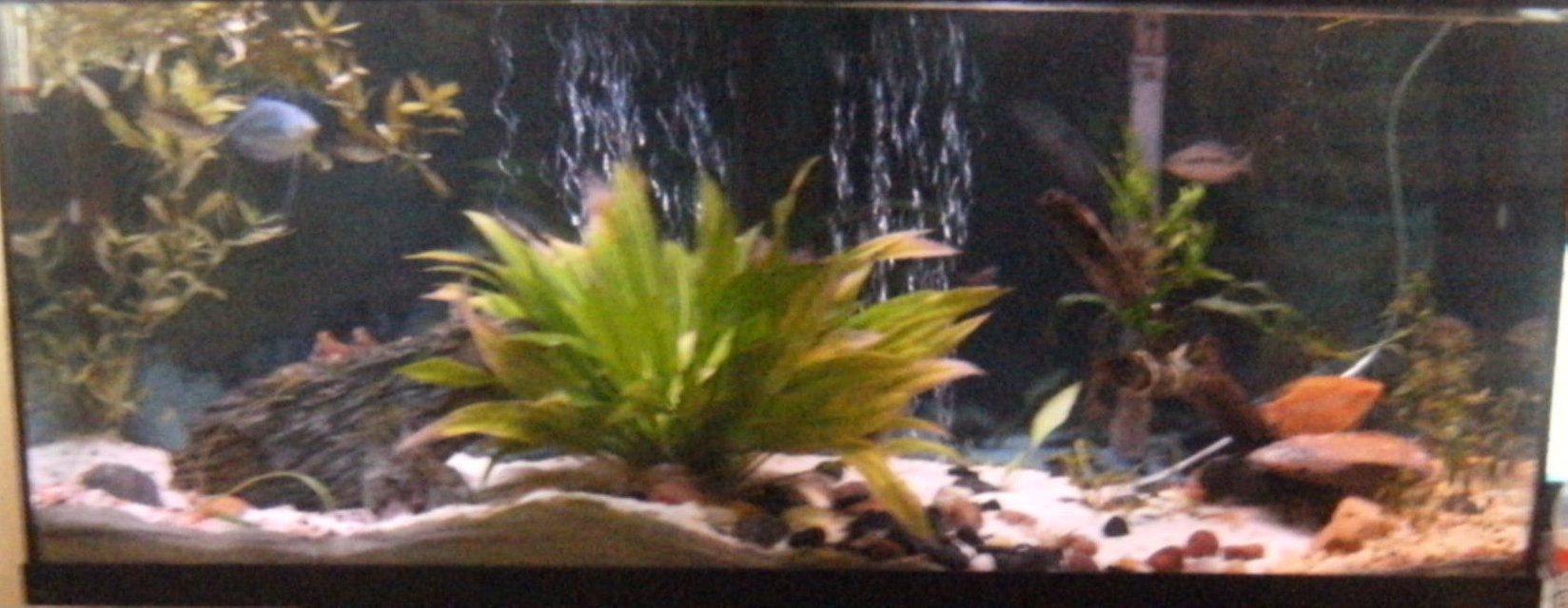 Rated #2924: 55 Gallons Freshwater Fish Tank - my tnak