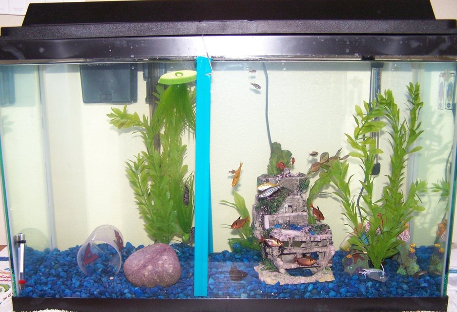 Rated #4007: 29 Gallons Freshwater Fish Tank - breeding convicts on left, Community on right
