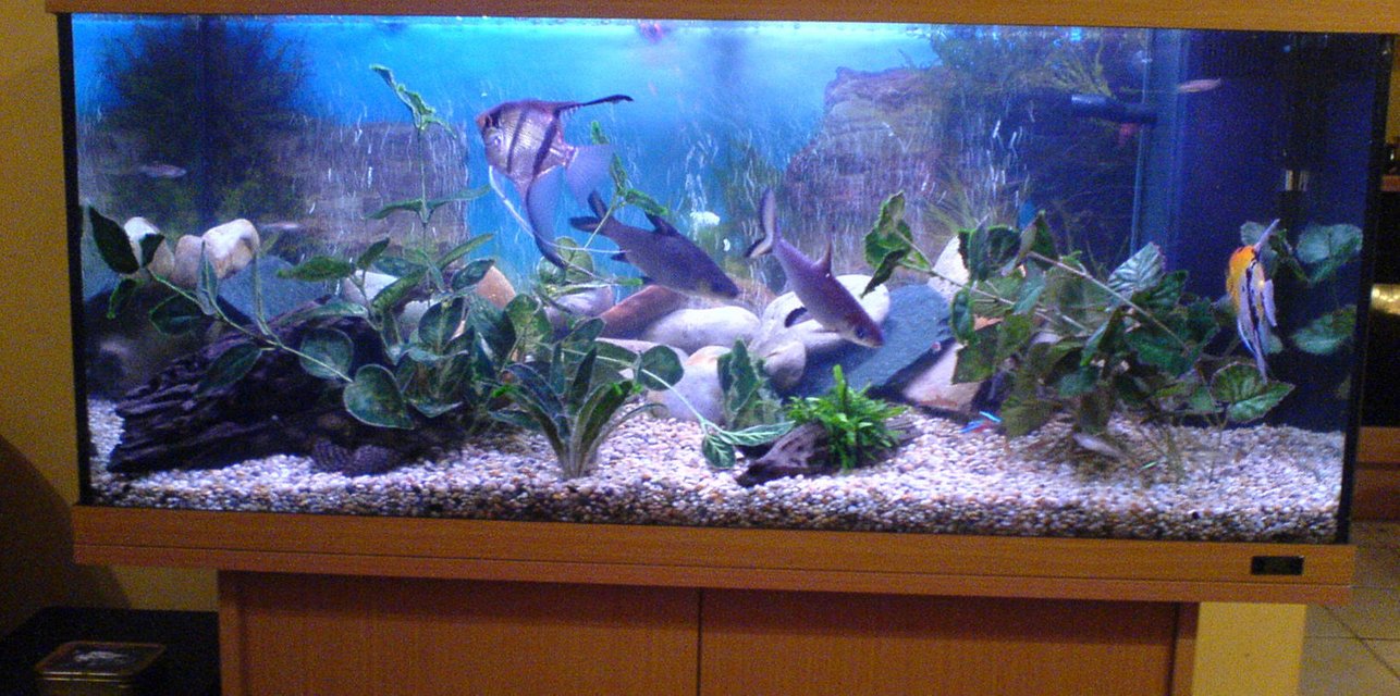 Rated #1124: 46 Gallons Freshwater Fish Tank - my tank during the fishes daytime