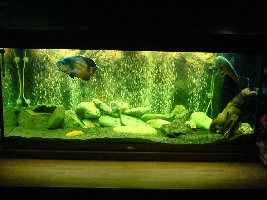 Rated #2139: 57 Gallons Freshwater Fish Tank - overall picture of my fish tank with 2 oscars and pleco, with my new backdrop and bubble wall
