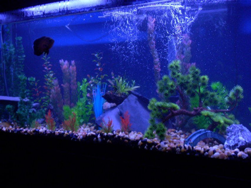 Rated #3311: 55 Gallons Freshwater Fish Tank - 55 gallon walmart tank
with 1 oscar and 2 plec 1 snail