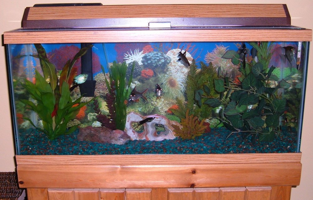 Rated #3619: 30 Gallons Freshwater Fish Tank - My 30 gallon freshwater tank.