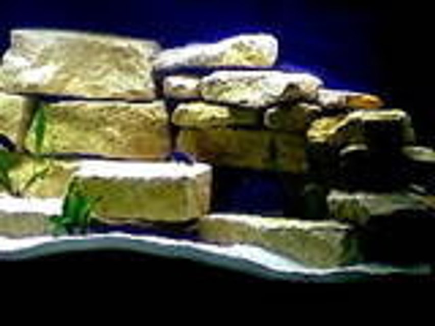 Rated #3999: 75 Gallons Freshwater Fish Tank - Malawi Cichlid, MBUNA, PEACOCKS, HAP