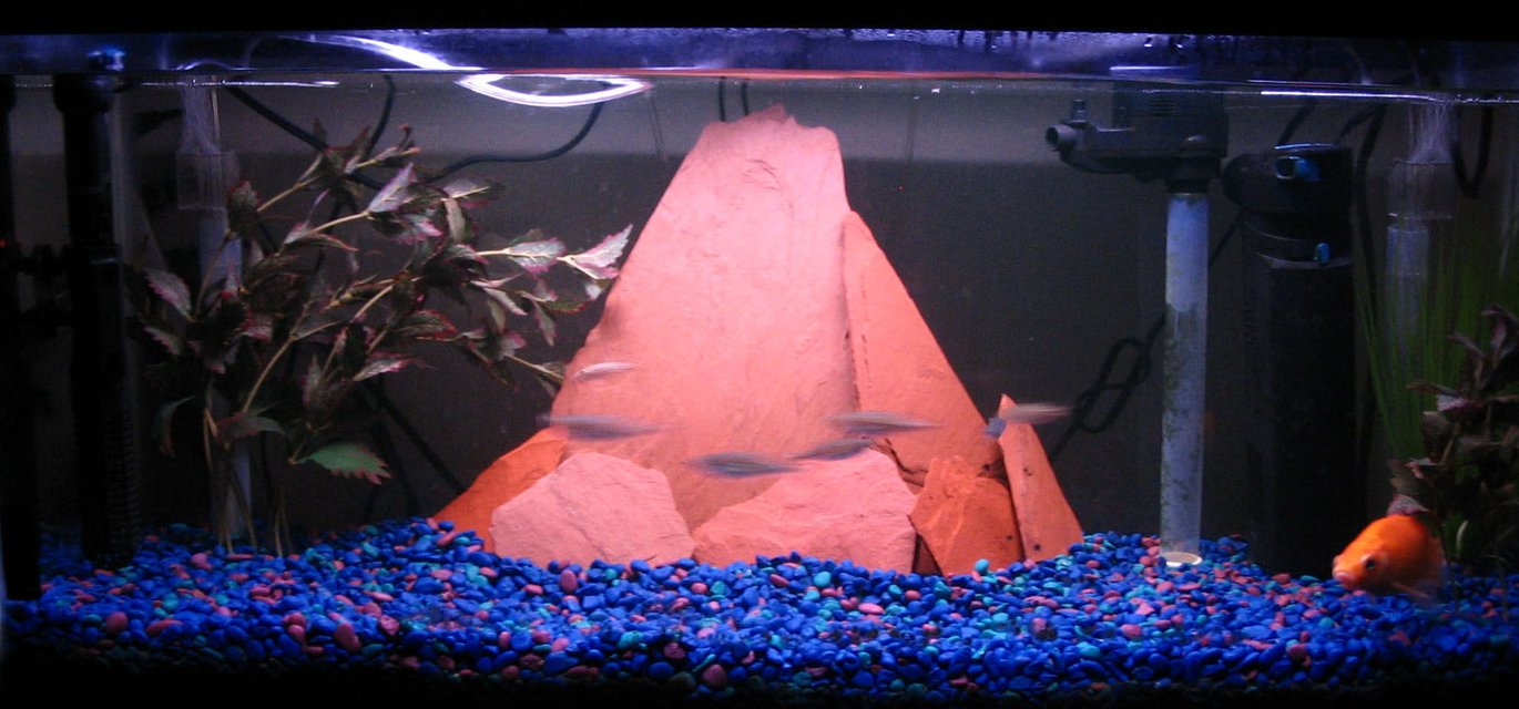 Rated #3412: 30 Gallons Freshwater Fish Tank - 30 long with home made slate mountain