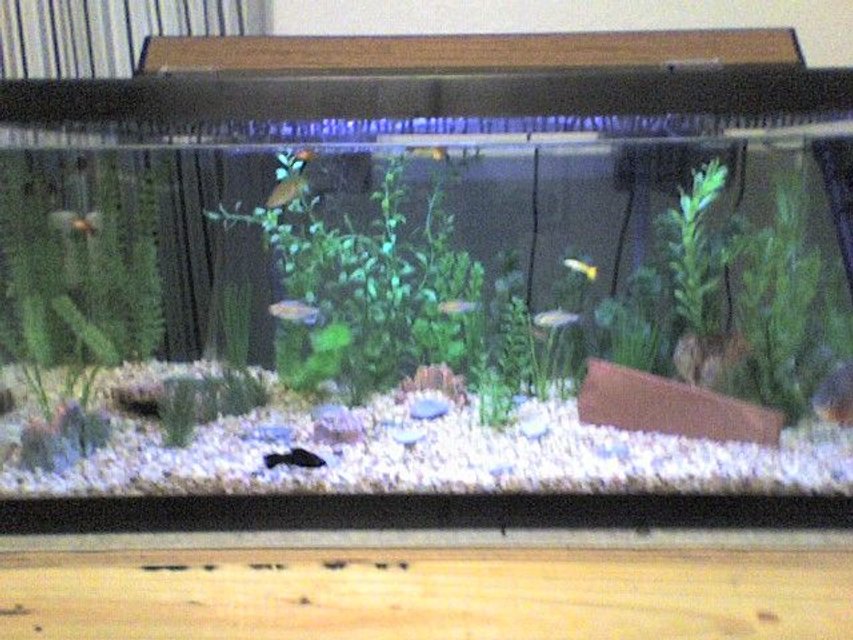 Rated #3551: 40 Gallons Freshwater Fish Tank - My 40 gl