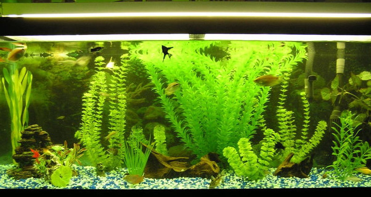 Rated #2755: 95 Gallons Freshwater Fish Tank - Just bought a bunch of new plants!