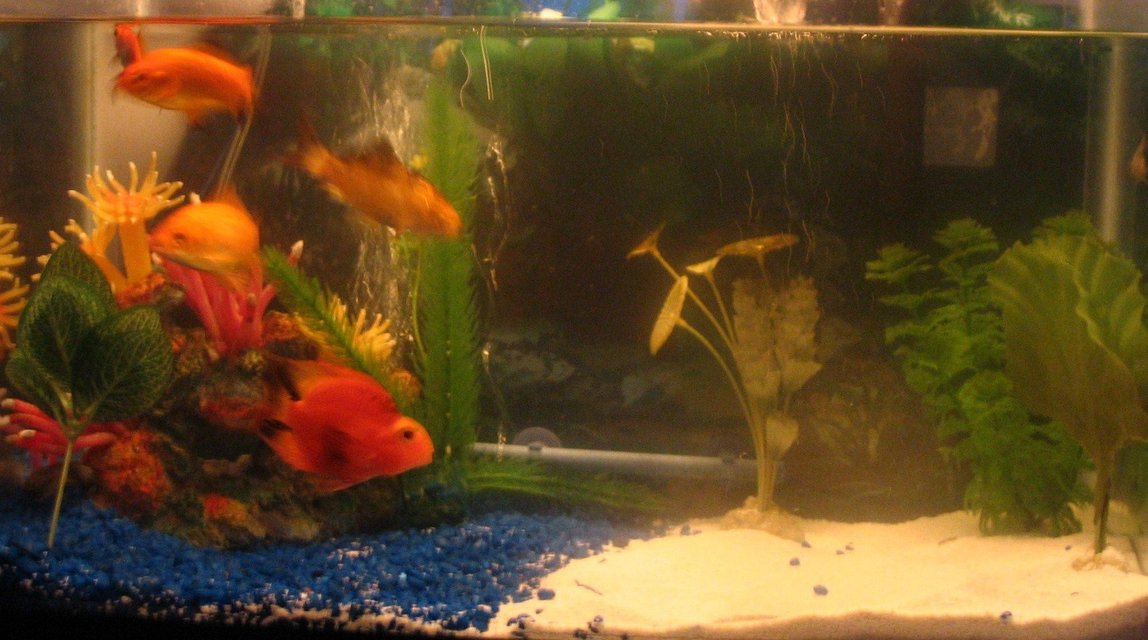 Rated #4119: 10 Gallons Freshwater Fish Tank - one Parrot Fish, four gold fish, one blue dragon goby, 2 bottom feeders,