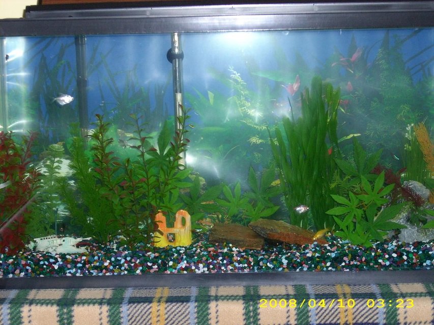 Rated #4028: 33 Gallons Freshwater Fish Tank - my 33g tank,few neon tetras and red eye tetras,pleco, dont know the names of the others need to find that out.fake plants.