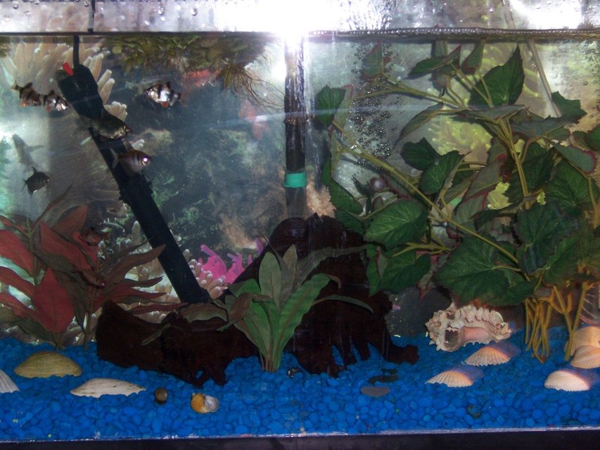 Rated #4033: 20 Gallons Freshwater Fish Tank - this 20 gallon has 4 Tiger Barbs,2 Green Tiger Barbs,2 Black Skirt Tetras,2 Serpa Tetras,2 Platies,1 Columbian Shark,1 Amando Shrimp,1 Frog and 8 Snails,also added 4 yellow mollies