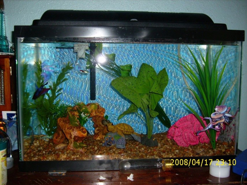 Rated #3885: 10 Gallons Freshwater Fish Tank - my betta Fred is the boss in there