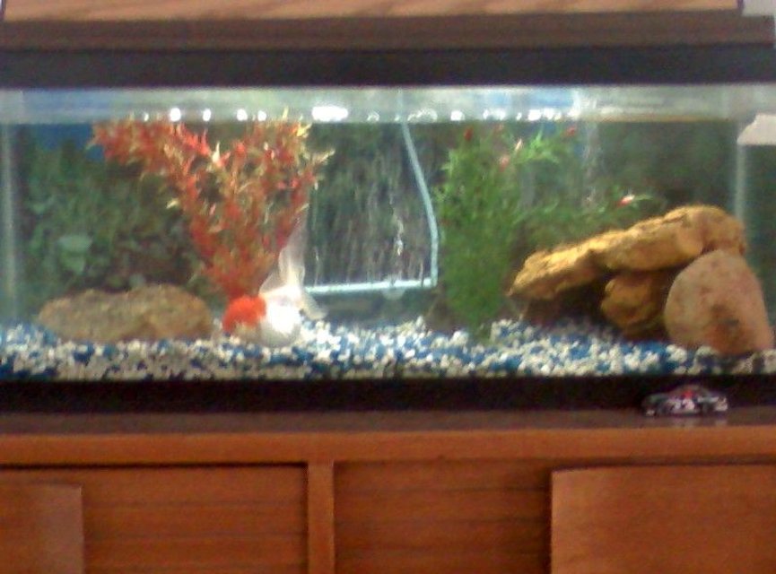 Rated #4134: 20 Gallons Freshwater Fish Tank - Freshwater tank with Japanese Oranda